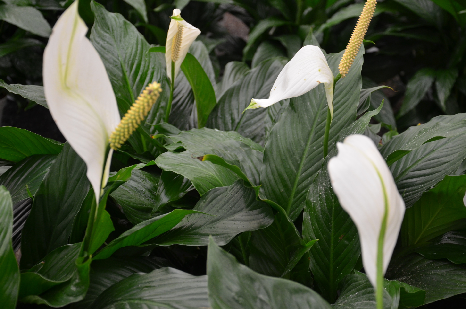 House Plant Safety Tips