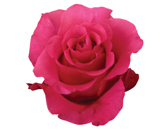 Hot pink roses - janeiro rose