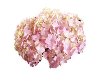 Jumbo Pink Hydrangea