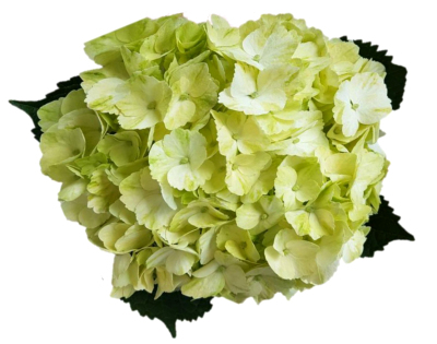 lime green hydrangea