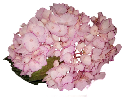 Pale Pink hydrangea