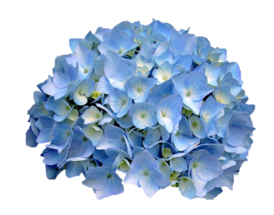 Premium blue hydrangea