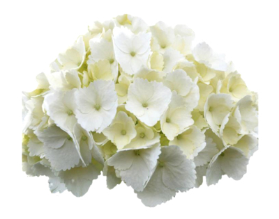 Premium White hydrangeas