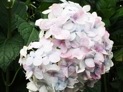 Jumbo White and Pink Hydrangea