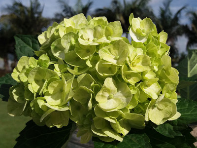 Jumbo Green Hydrangea