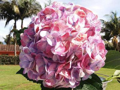 Jumbo Pink Hydrangea