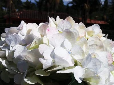 Jumbo White Hydrangea