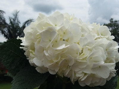 Mega White Hydrangea