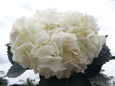 Mega White Hydrangea