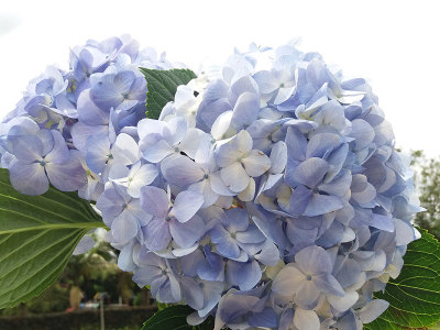 Mega Blue Hydrangea