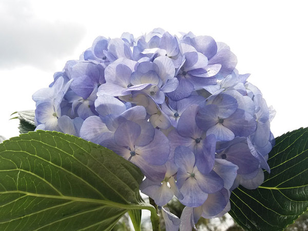 Hydrangea