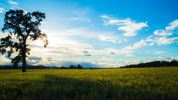 Wheat Field Sunset