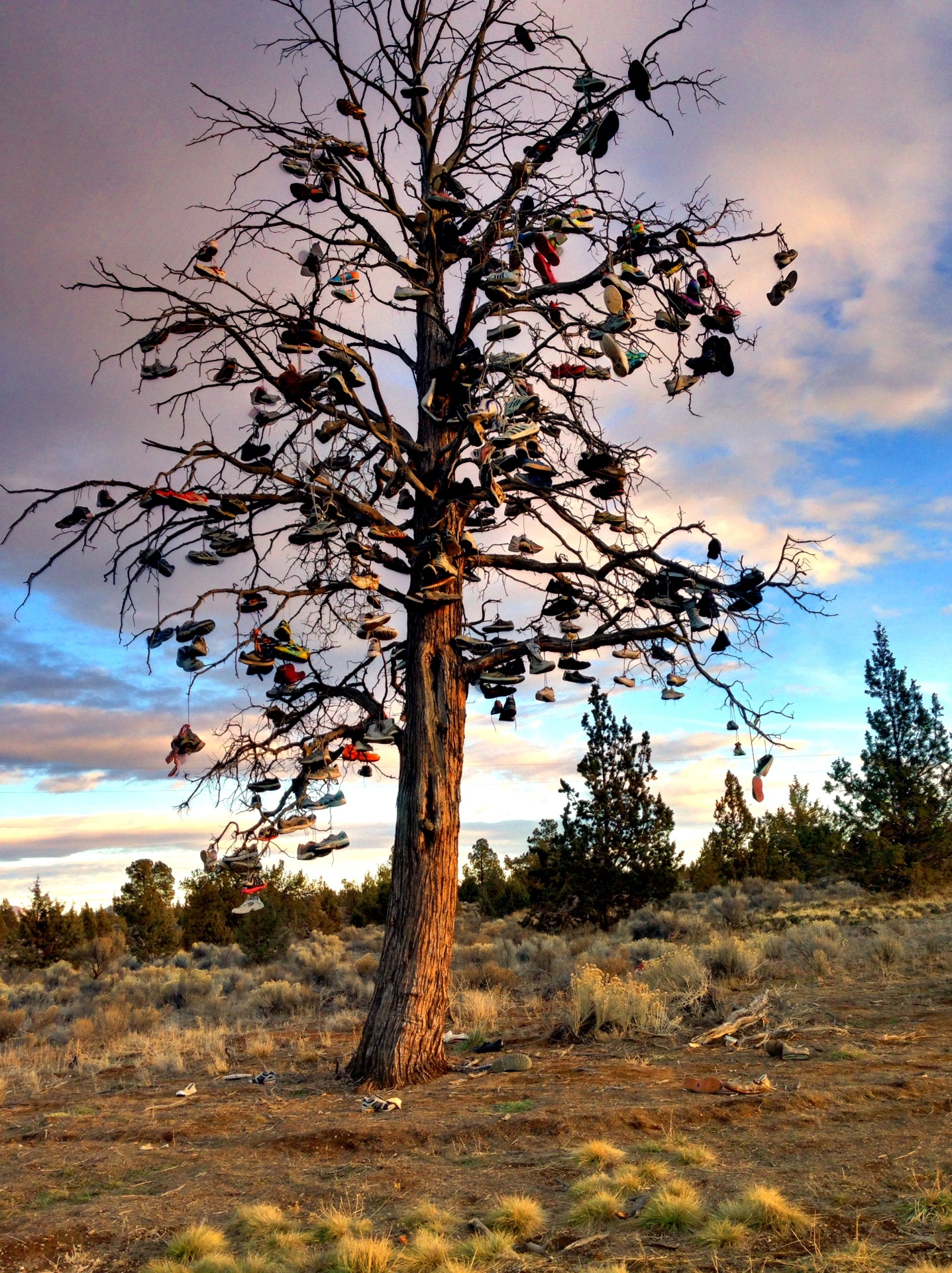 Tree of Shoes