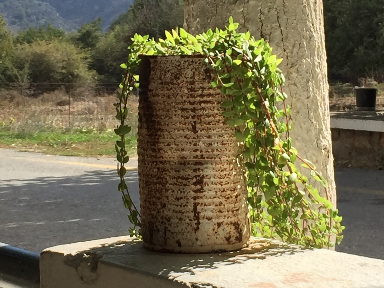 See how aged rusty olive oil tin can compliment this elegant cascading foliage