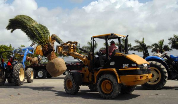 Plant Installation