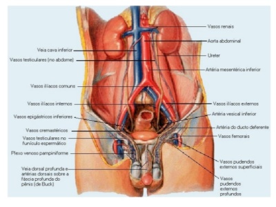 UROGEN - clínica de urologia e ginecologia endoscópica