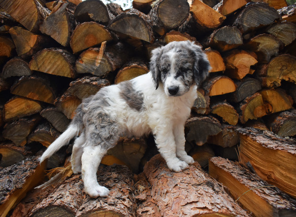 Blue Merle Parti