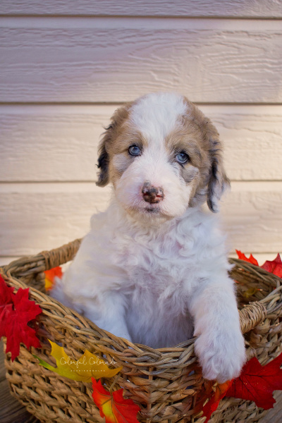 Black Sable Merle Parti