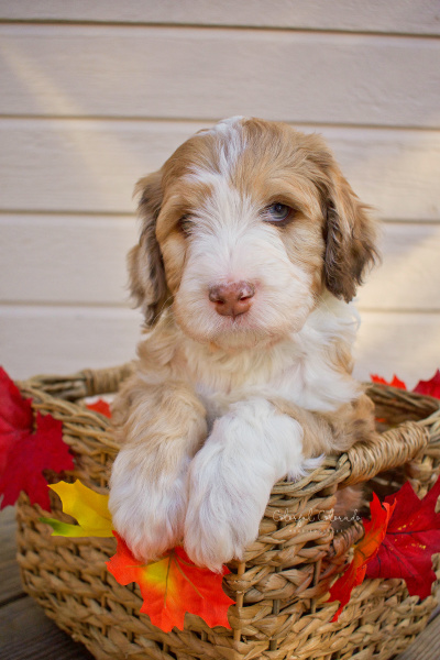 Brown Sable Merle