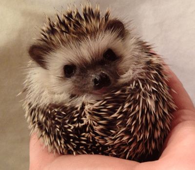 Hedgie Ball