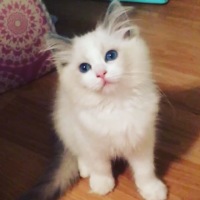 paw patrol ride on dog