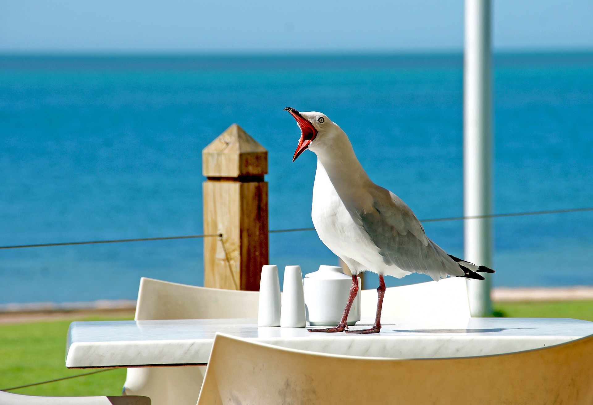seagull-1159015_1920