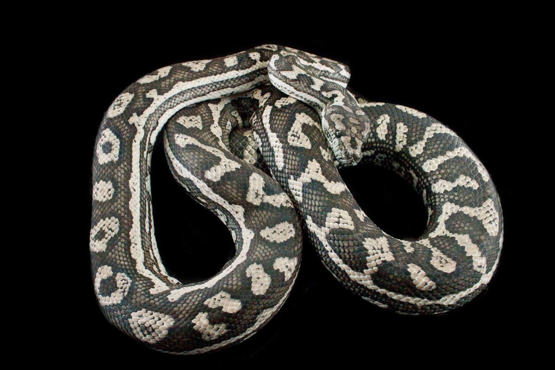 types-of-carpet-pythons-home-design-ideas