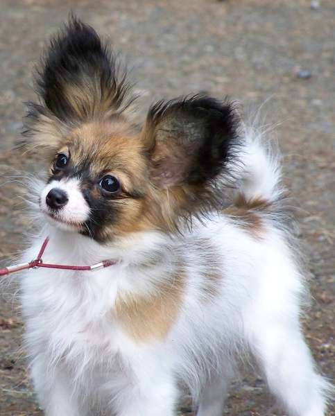 Papillon Puppies For Sale