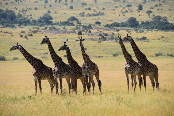 Africa - The Serengeti