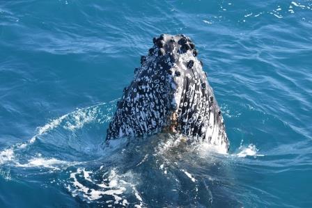 Waves, Walks and Whales at Hervey Bay