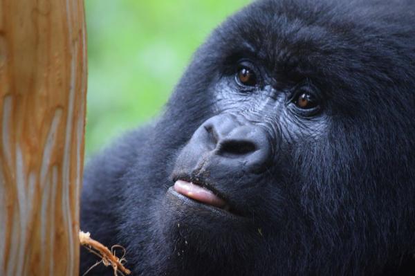 Gorilla's in Uganda 