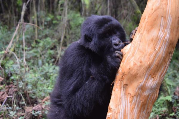 Gorilla's in Uganda 