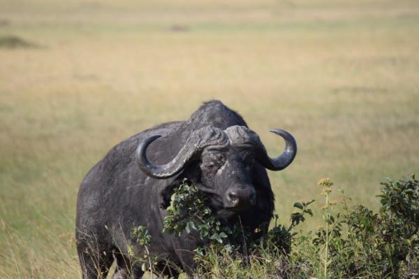 Africa - Serengeti