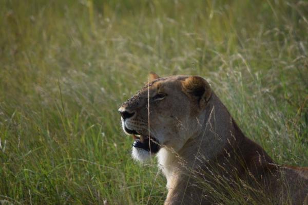 Africa - Serengeti