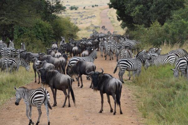 Africa - Serengeti