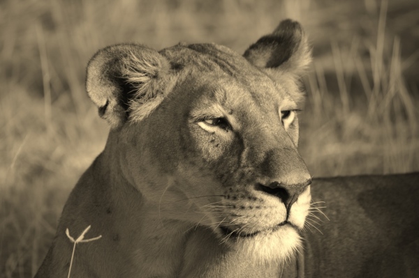 Africa - Samburu