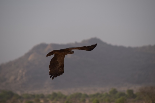 Africa - Samburu