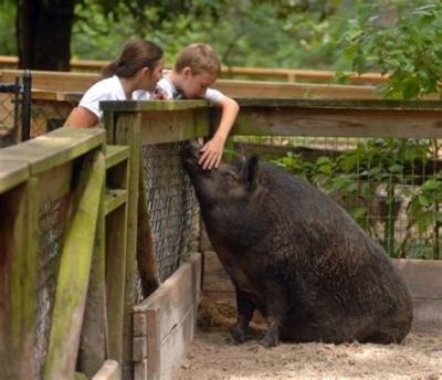 Oatland Island Wildlife Center