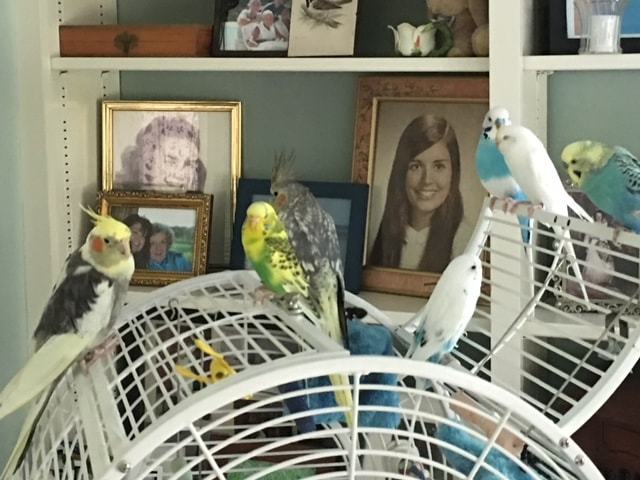 The Menagerie 