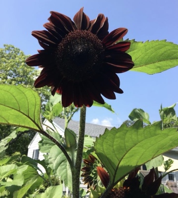 Varieties of Sunflowers