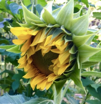Varieties of Sunflowers