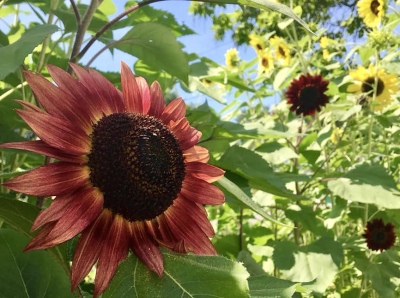 Varieties of Sunflowers