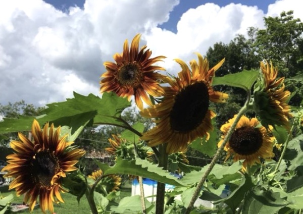 Varieties of Sunflowers