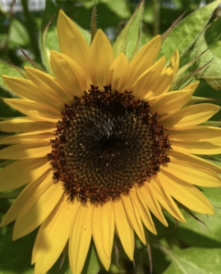 Varieties of Sunflowers