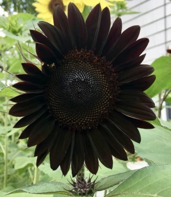 Varieties of Sunflowers