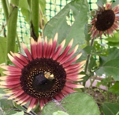 Varieties of Sunflowers