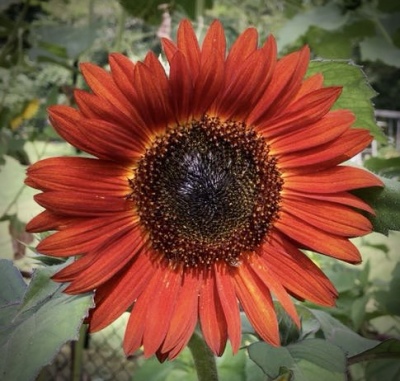 Varieties of Sunflowers