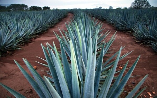 AGAVE