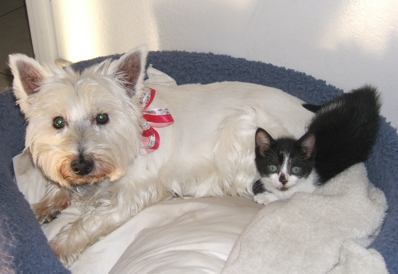 Fur Out! Professional Dog Boarding in Huntington Beach Service Area