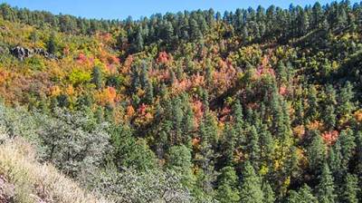 Prescott National Forest